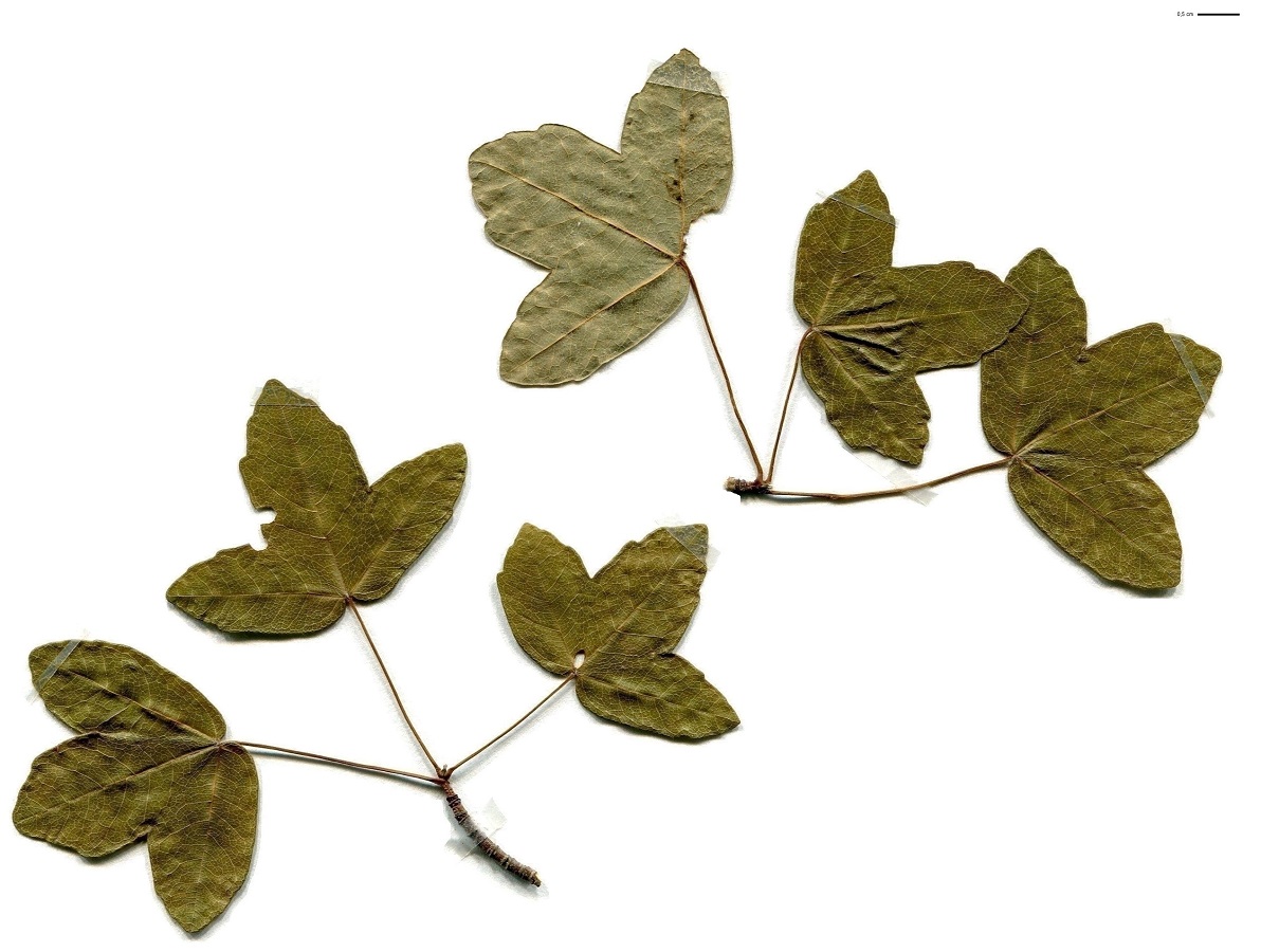 Acer monspessulanum (Sapindaceae)